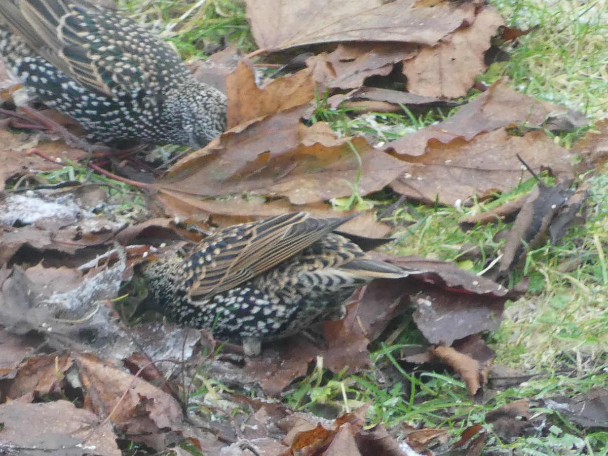 European Starling - ML646009565