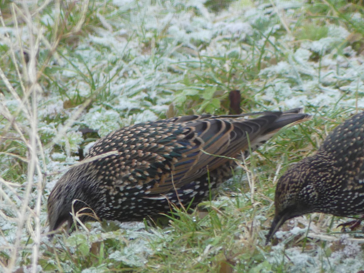 ホシムクドリ - ML646009566