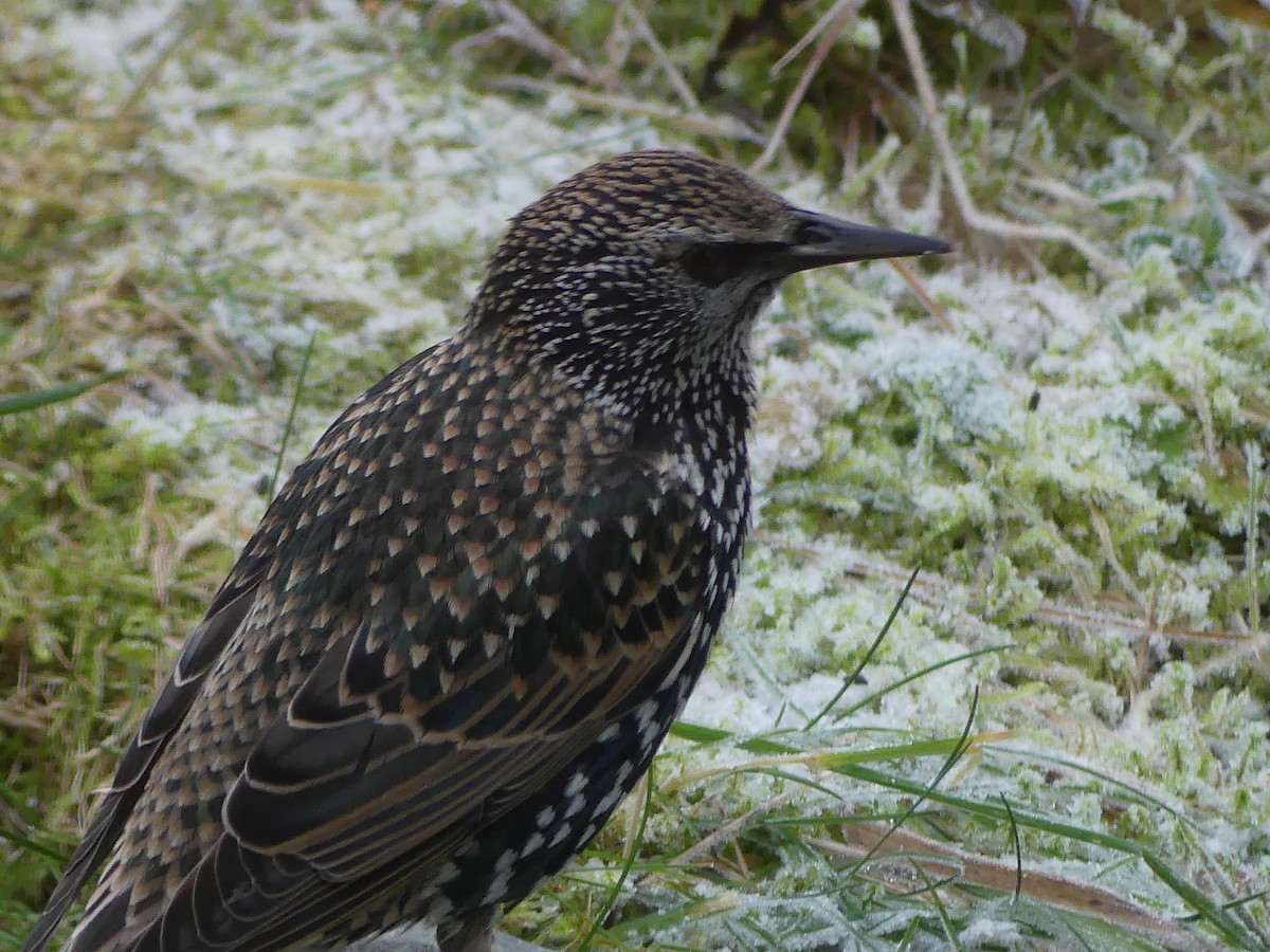 European Starling - ML646009567
