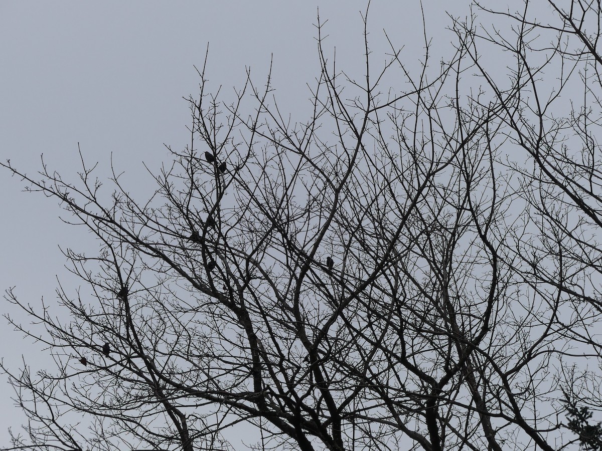 ホシムクドリ - ML646009569