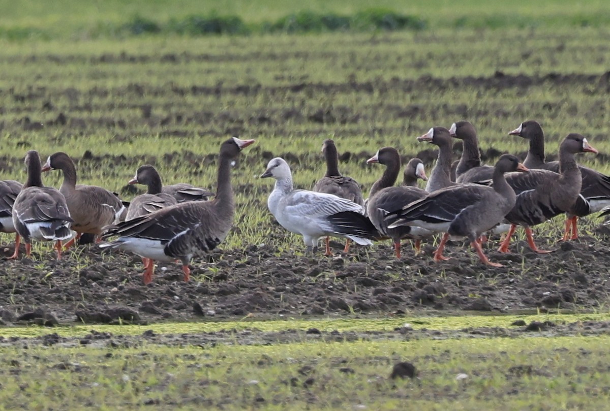 Oca delle nevi - ML646009571