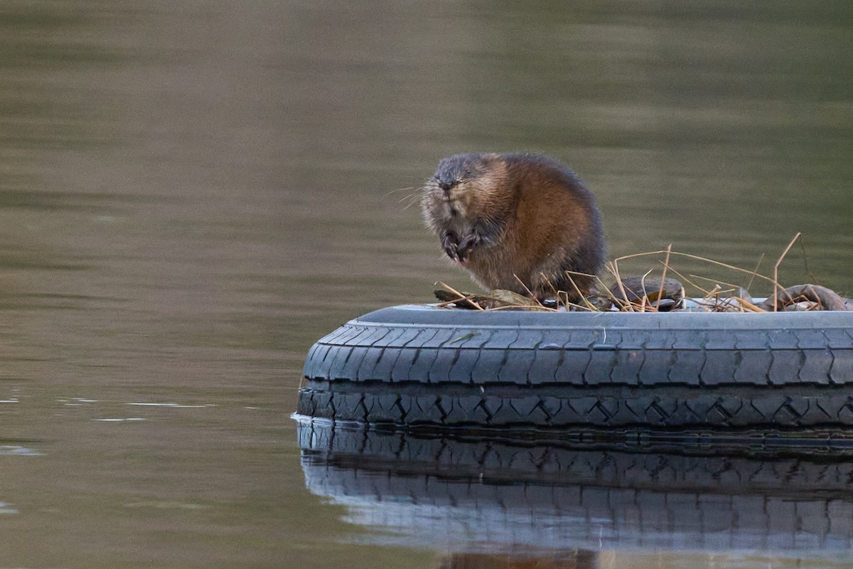 Mammals - ML646009574