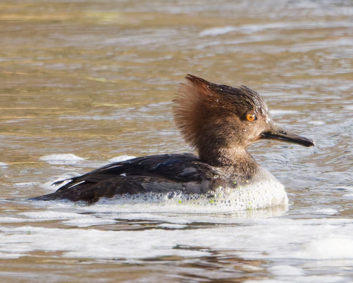 Hooded Merganser - ML646009576