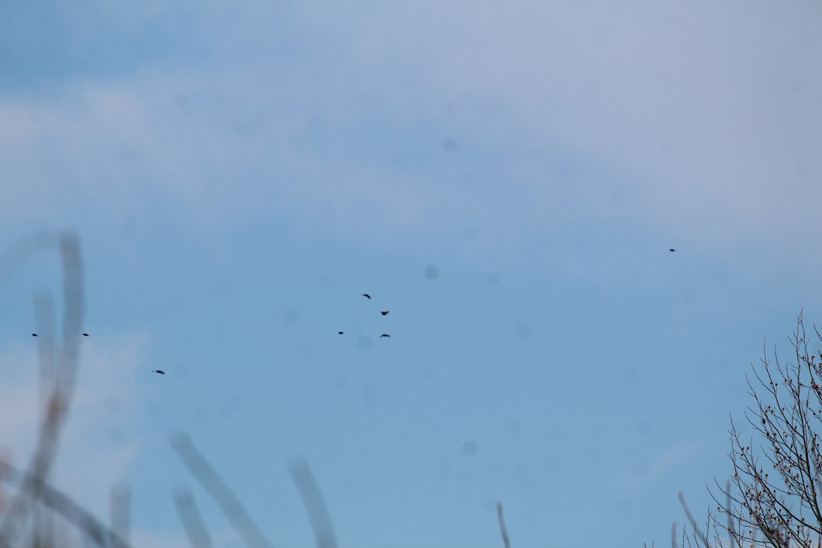 Common Grackle - ML646009583