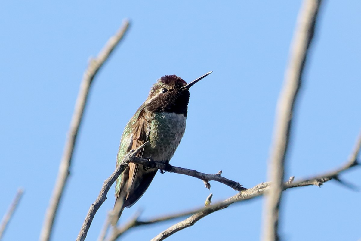 Anna's Hummingbird - ML646009585