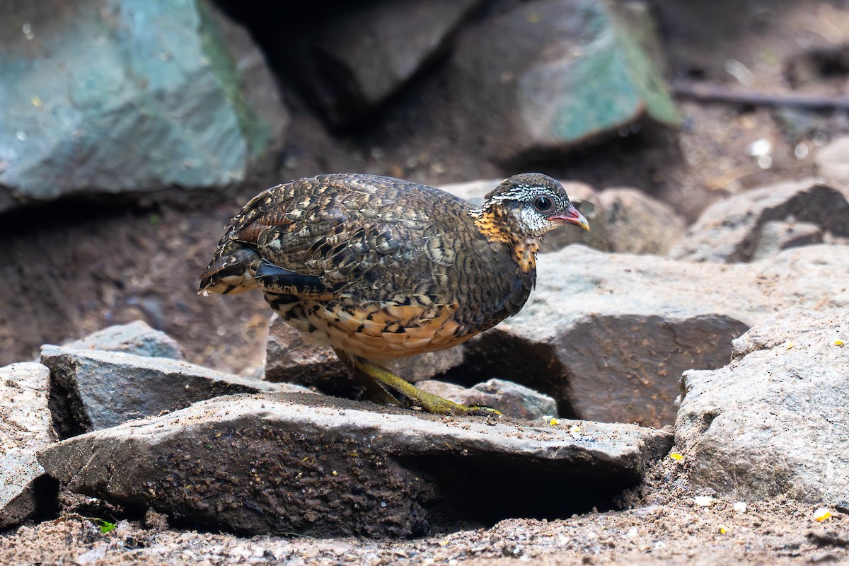 Scaly-breasted Partridge (Green-legged) - ML646009586