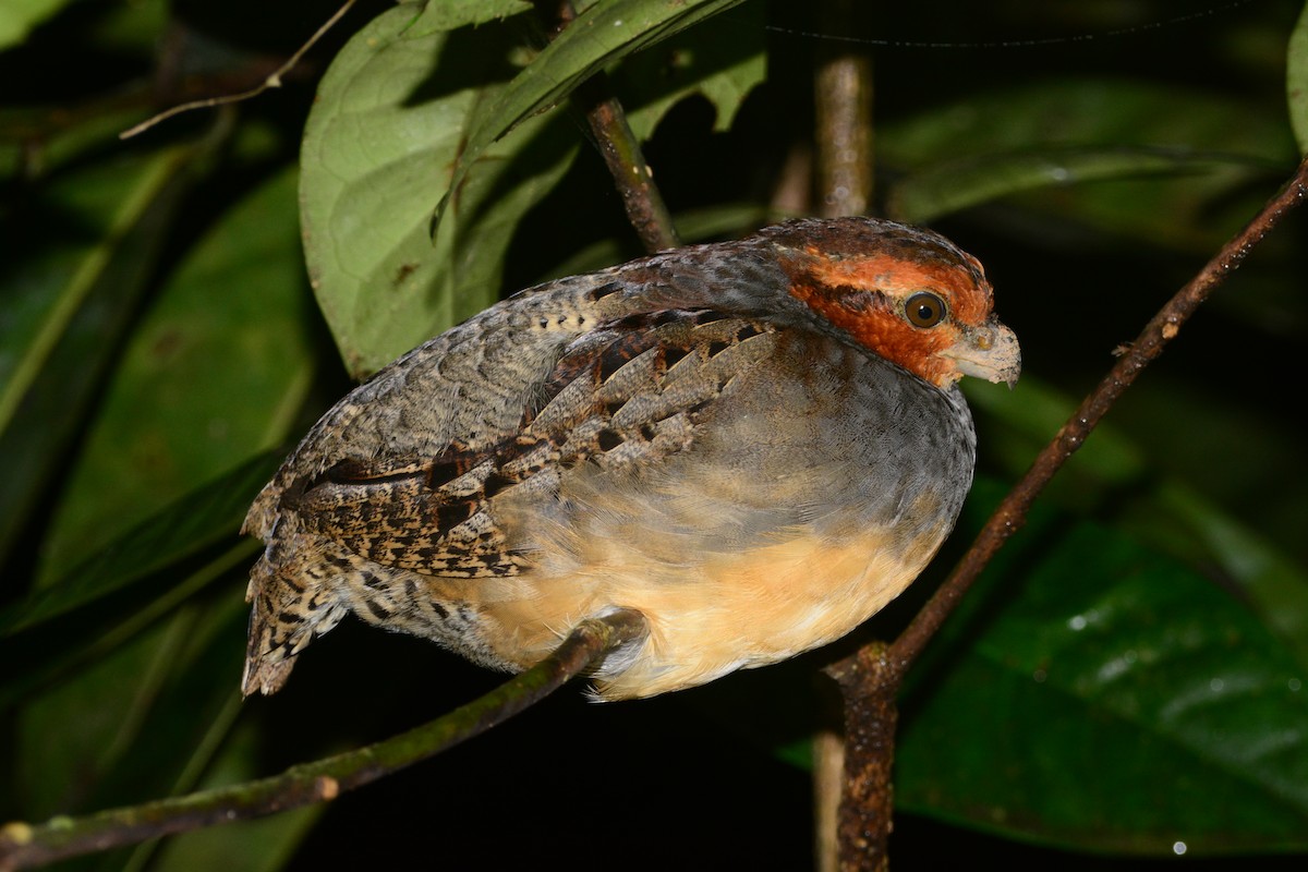 Tawny-faced Quail - ML646009588