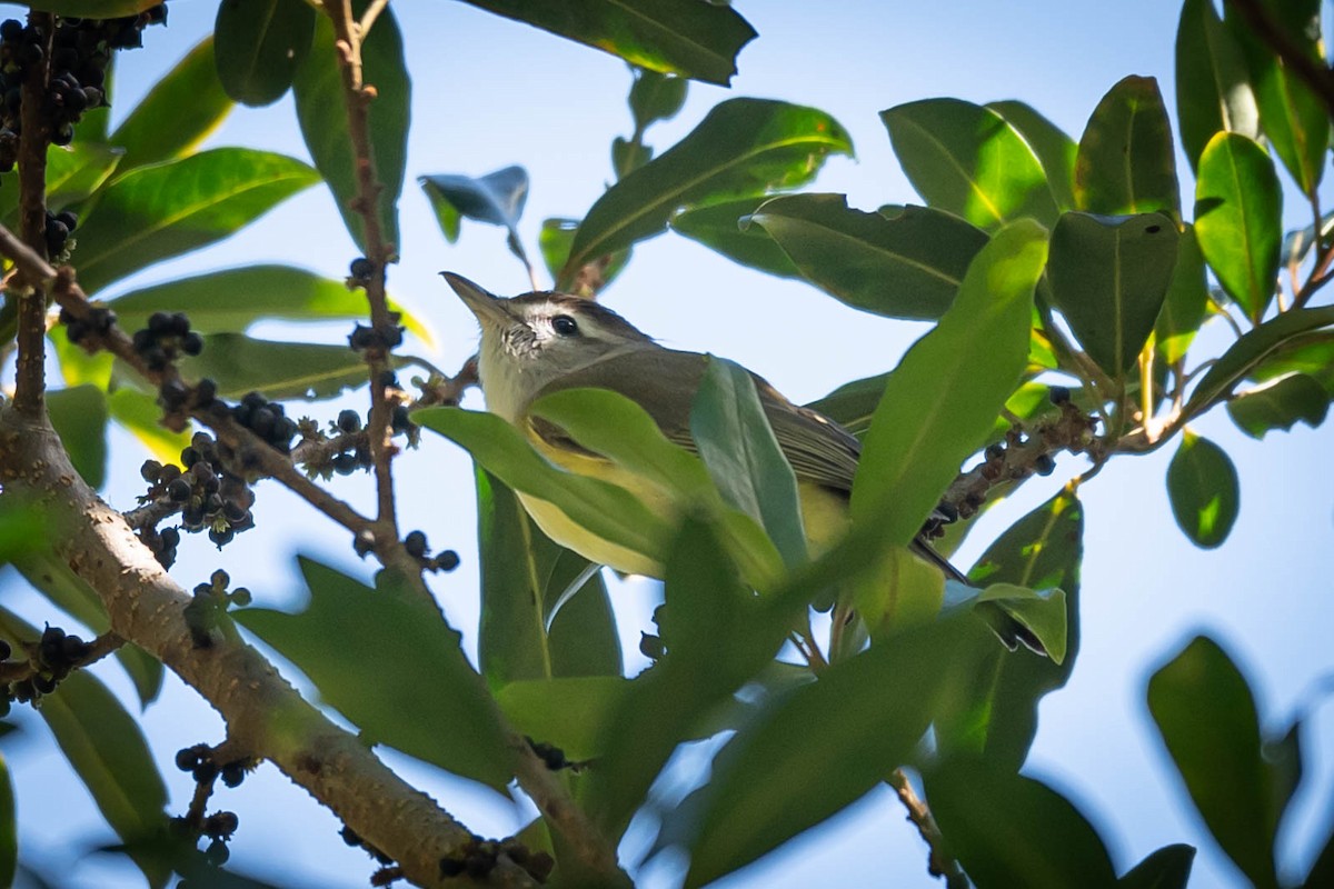 チャボウシウタイモズモドキ - ML646009590