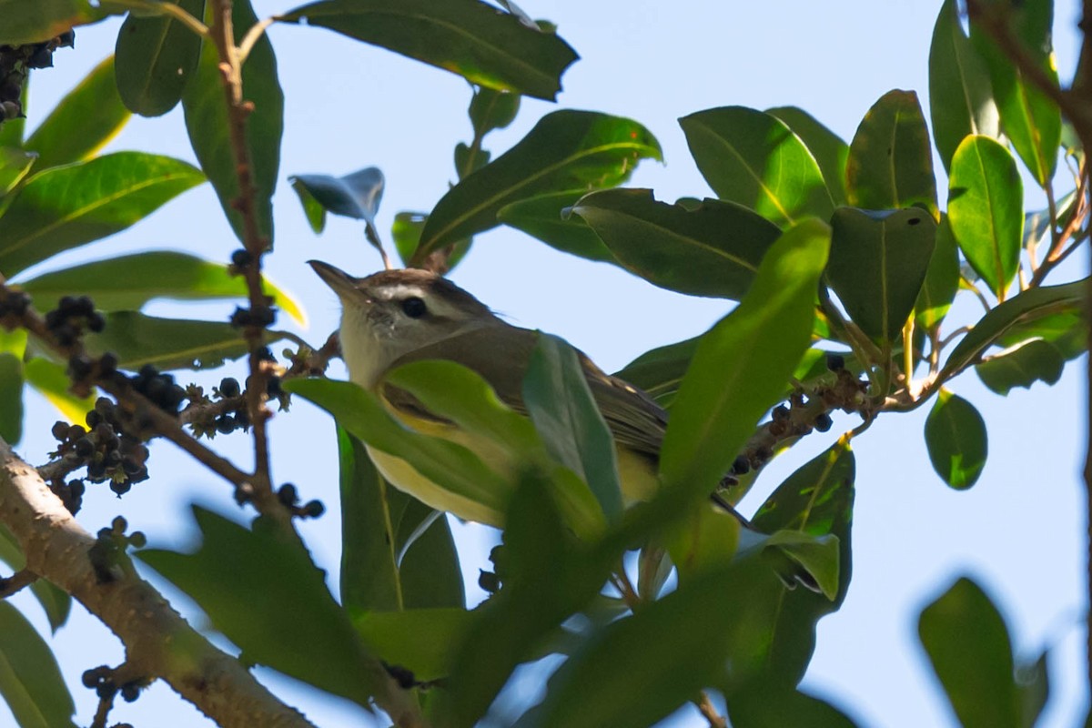 チャボウシウタイモズモドキ - ML646009591