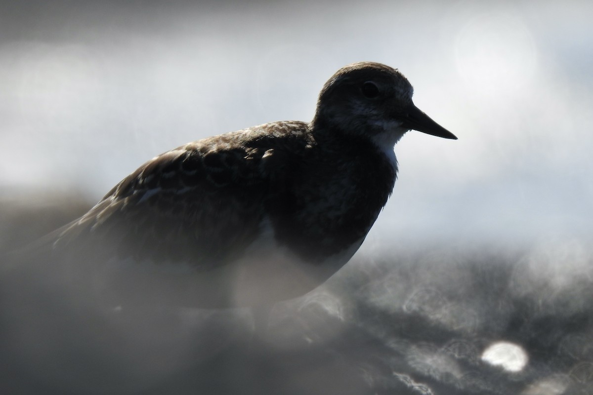 キョウジョシギ - ML646009592