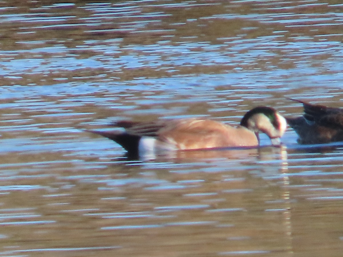 アメリカヒドリ - ML646009593