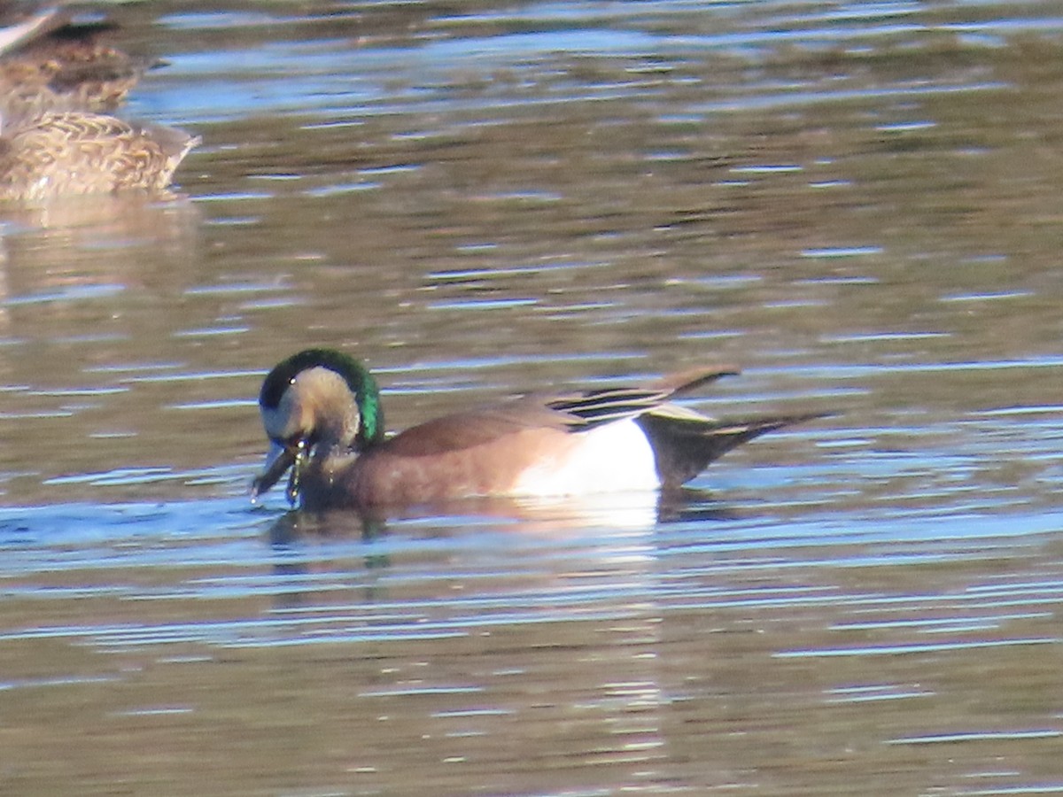 アメリカヒドリ - ML646009594