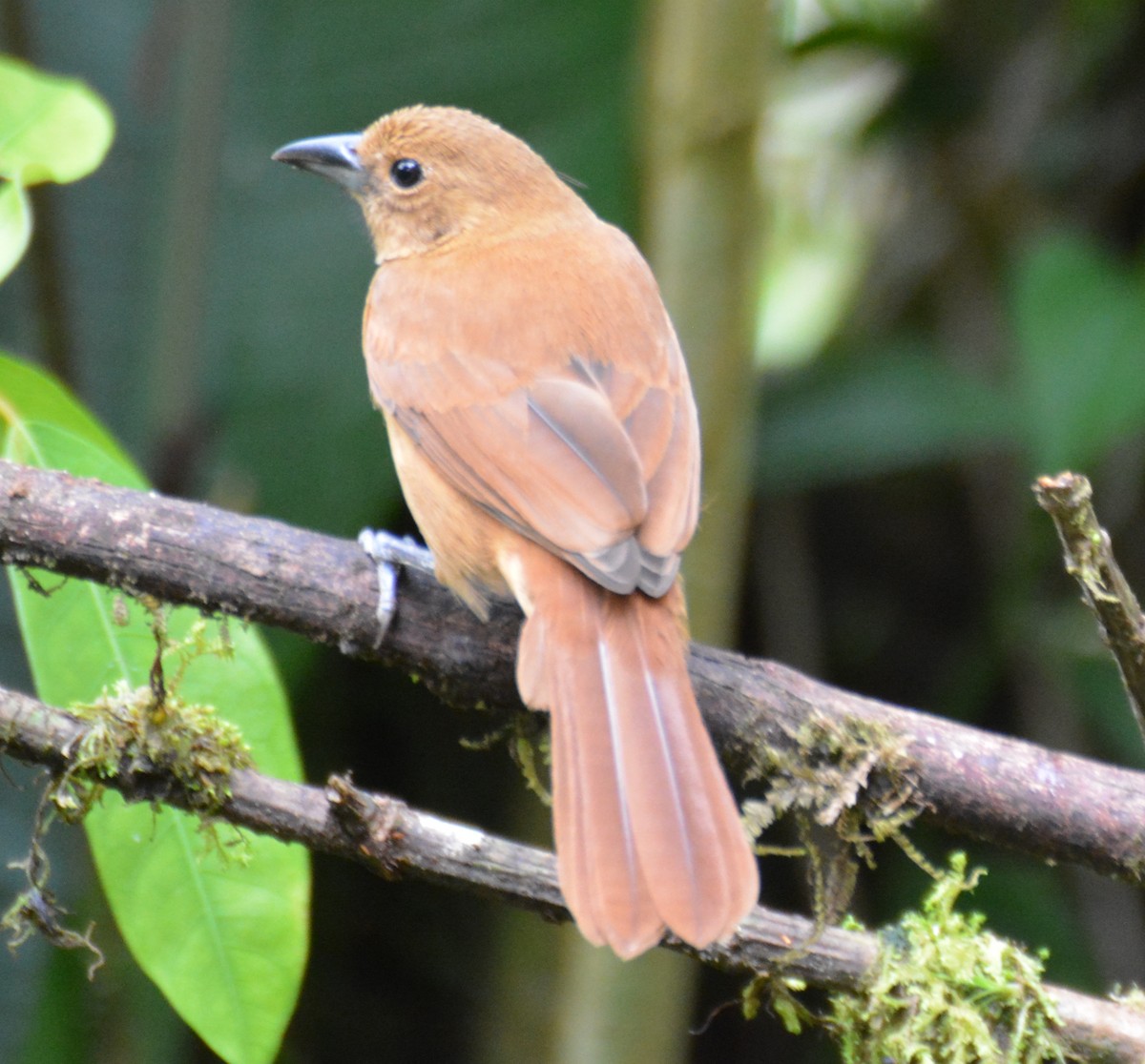 クロフウキンチョウ - ML646009595