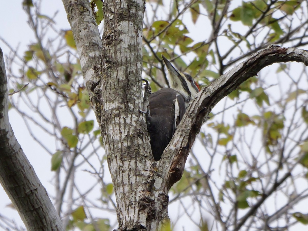 エボシクマゲラ - ML646009596