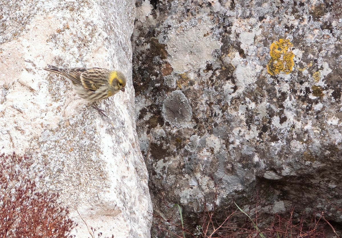 セリン - ML646009602