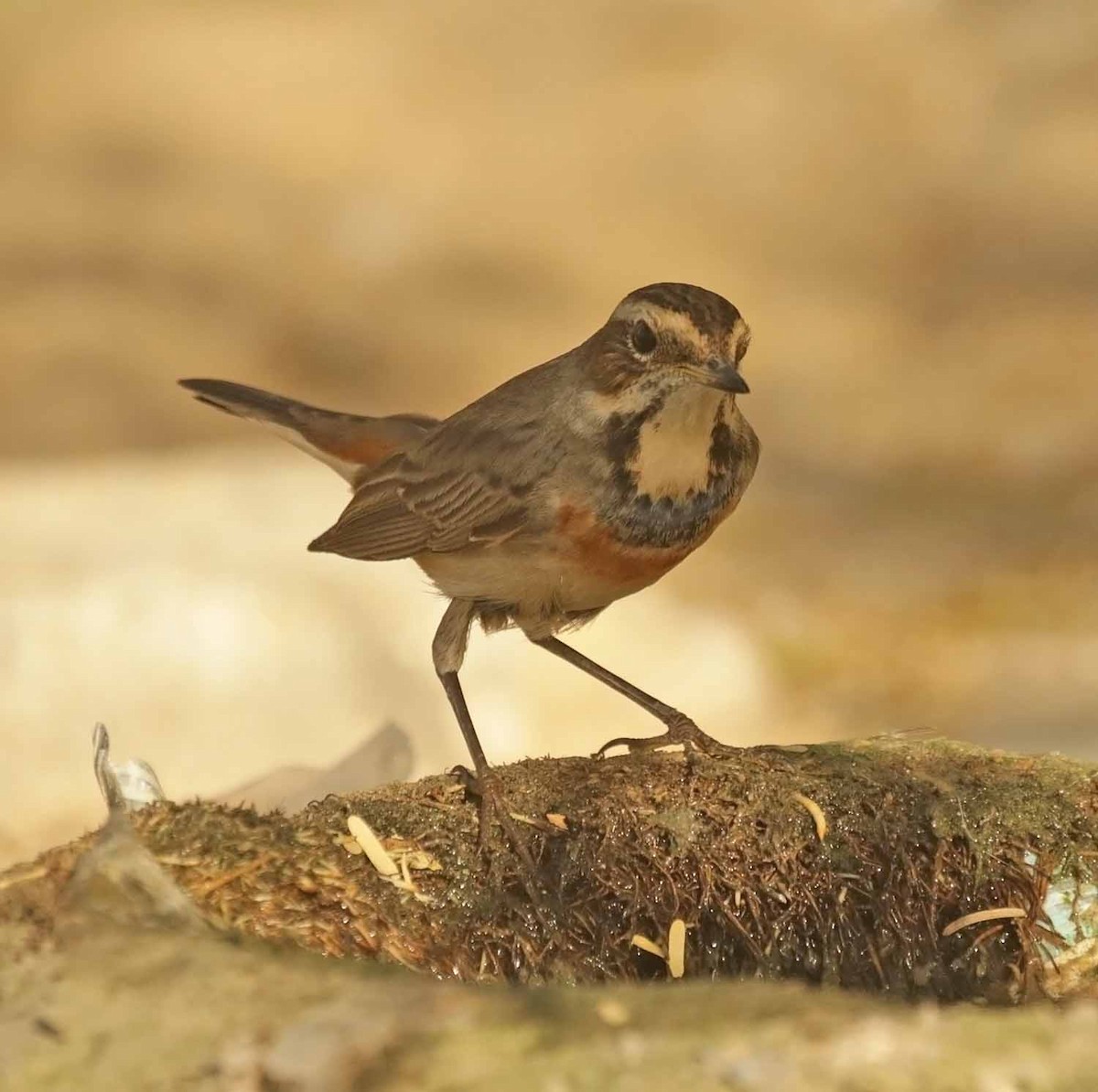 オガワコマドリ - ML646009604