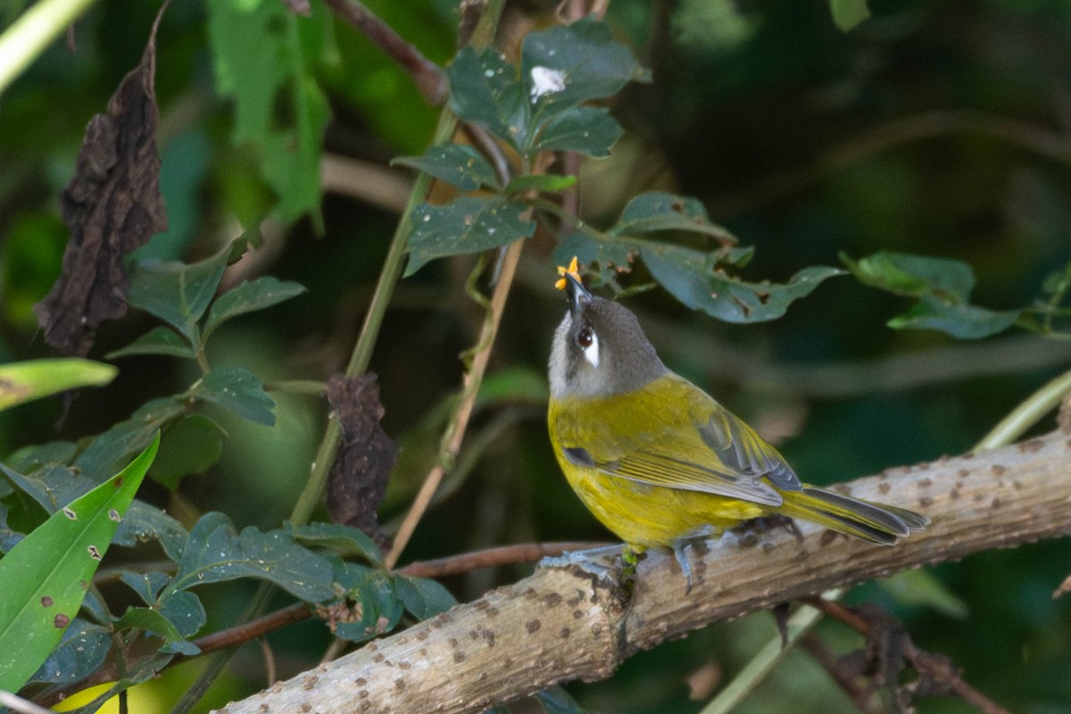 ヤブフウキンチョウ - ML646009605