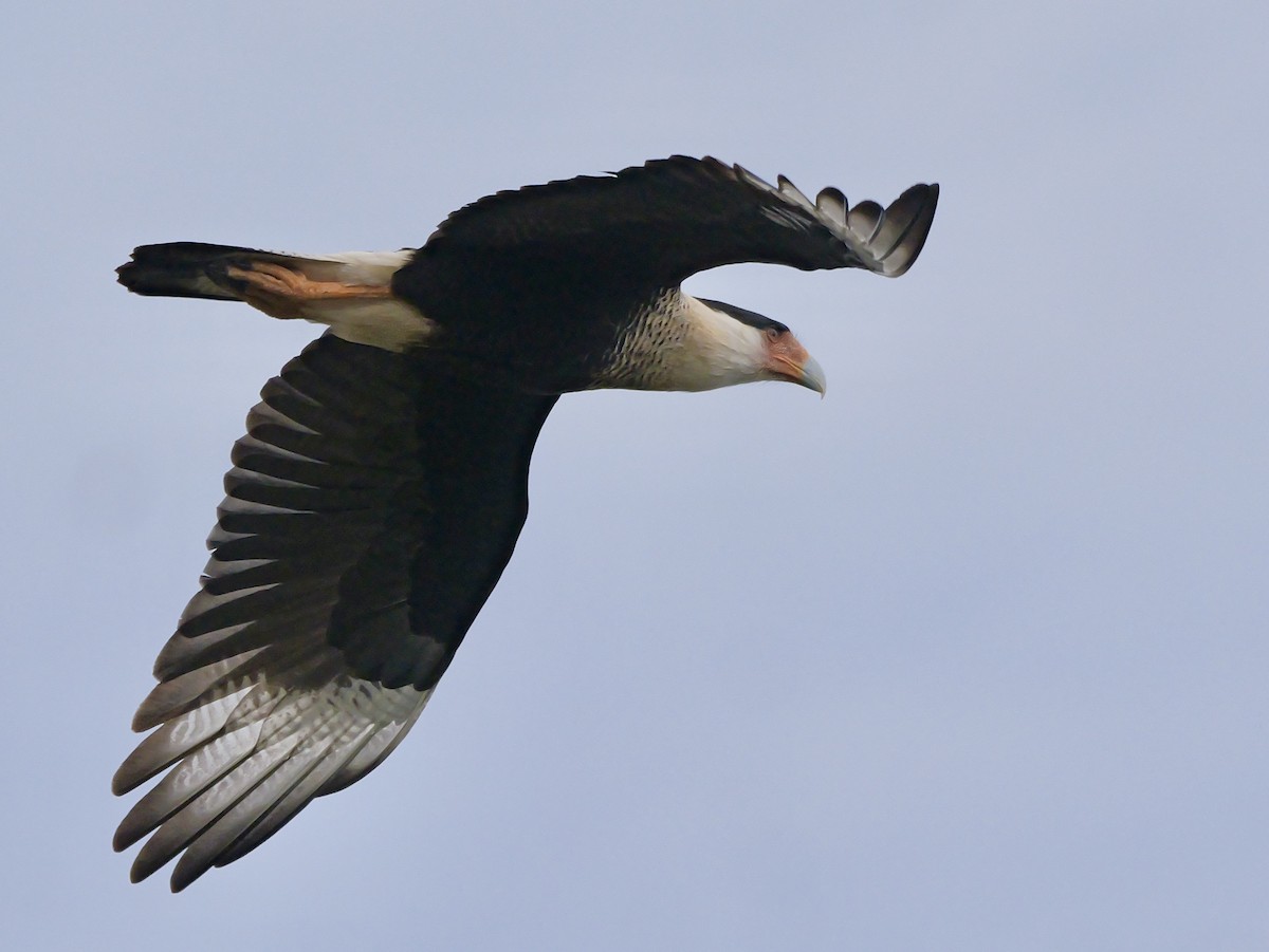 ミナミカラカラ（cheriway ） - ML646009606