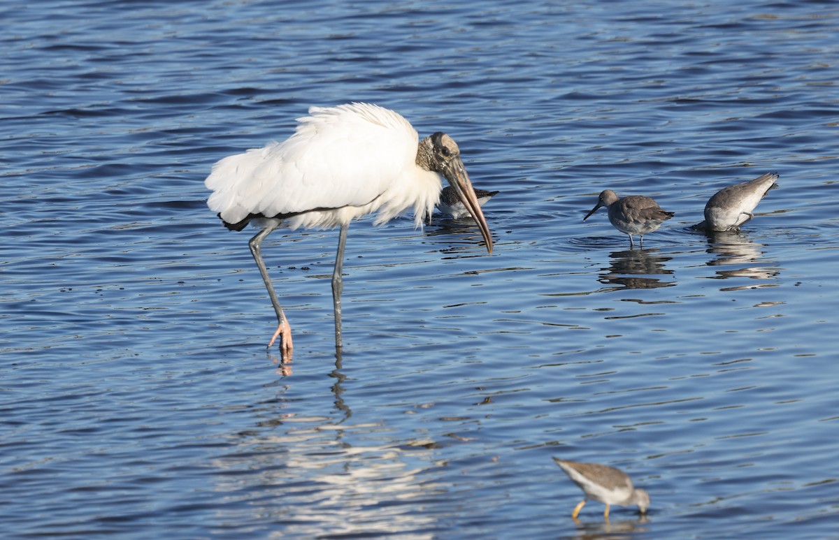 アメリカトキコウ - ML646009607