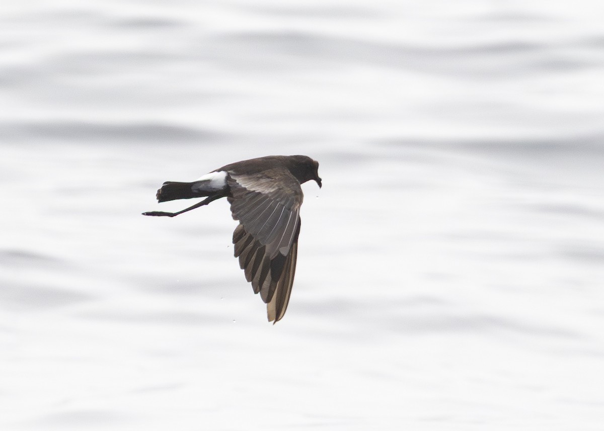 アシナガウミツバメ - ML646009610