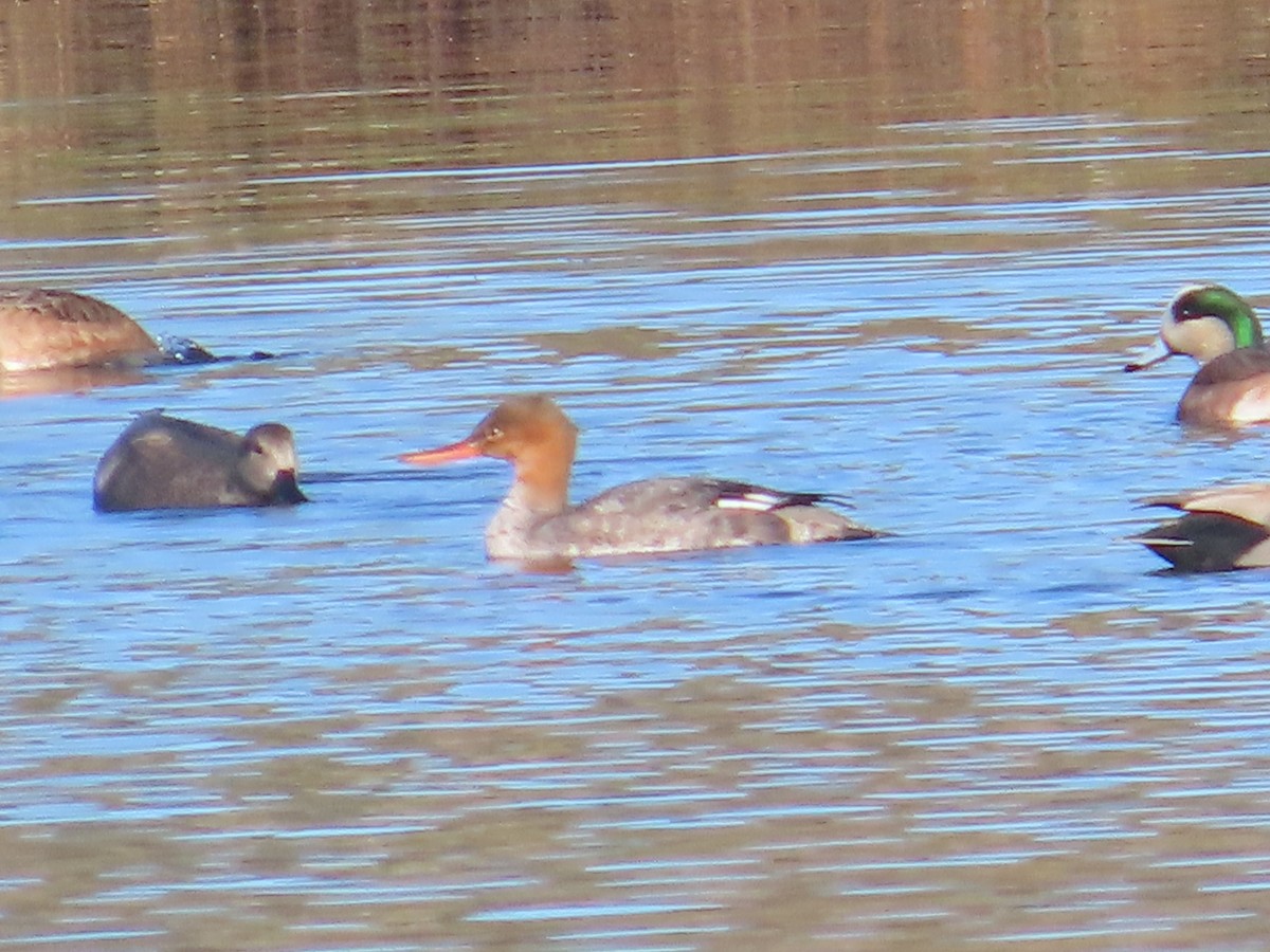 ウミアイサ - ML646009611