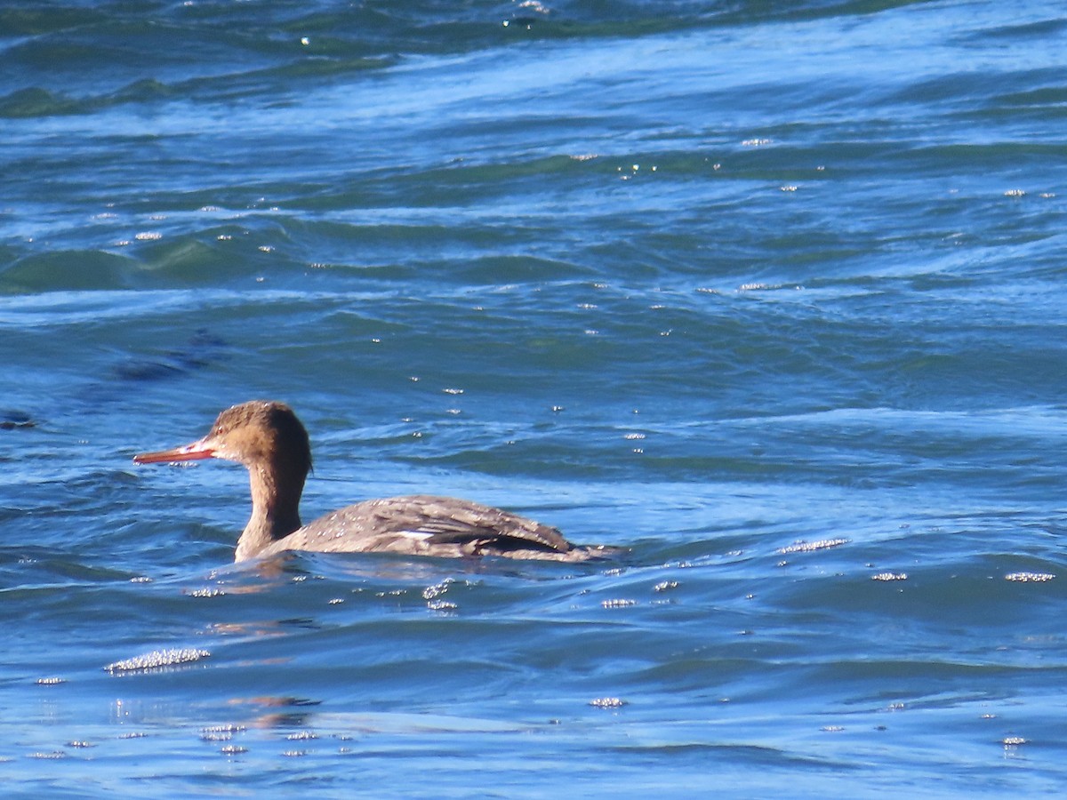 Red-breasted Merganser - ML646009612