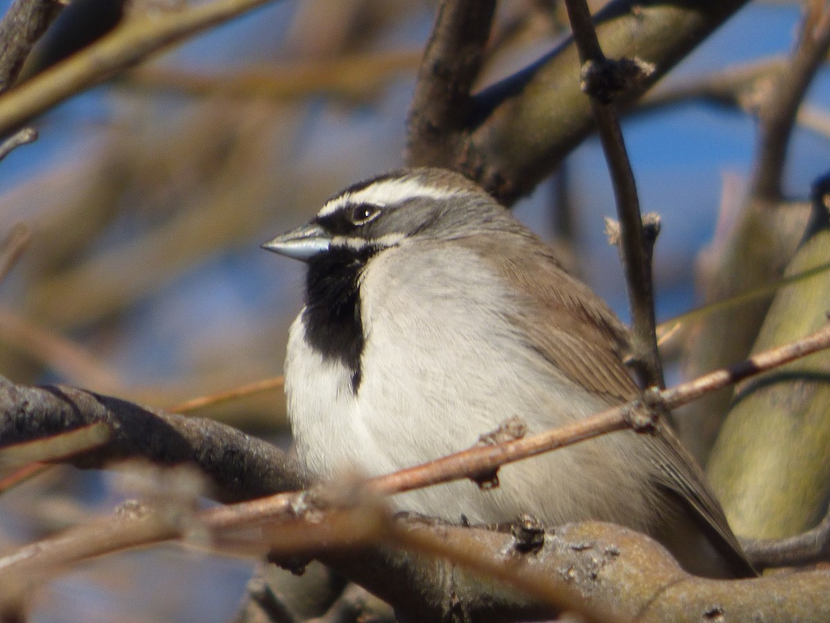 ノドグロヒメドリ - ML646009615