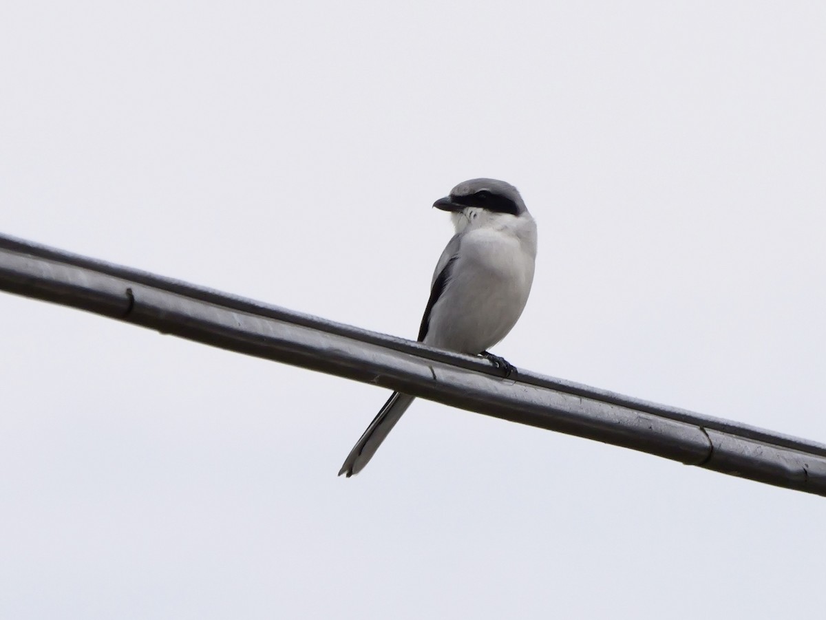 アメリカオオモズ - ML646009616