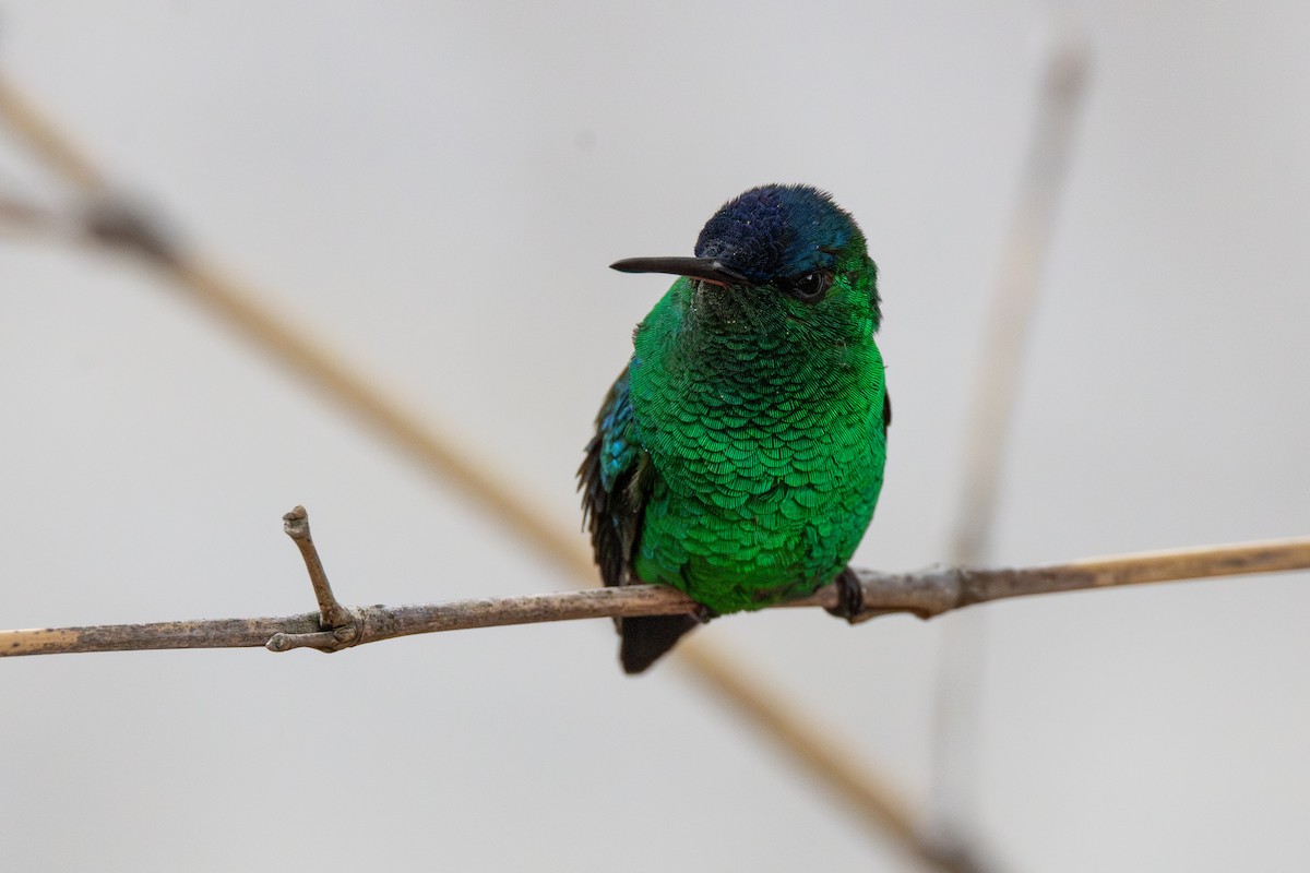 kolibřík indigovohlavý - ML646009618