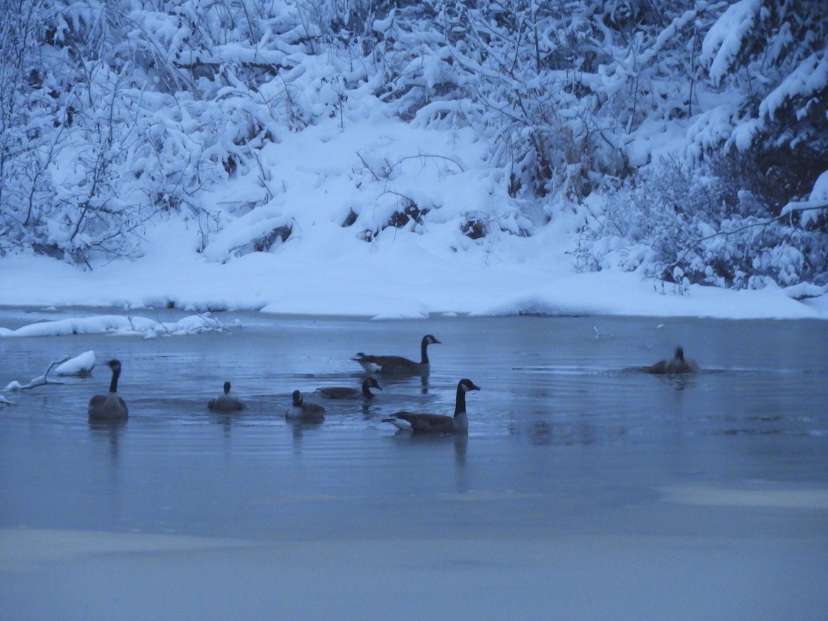 ברנטה קנדית - ML646009619