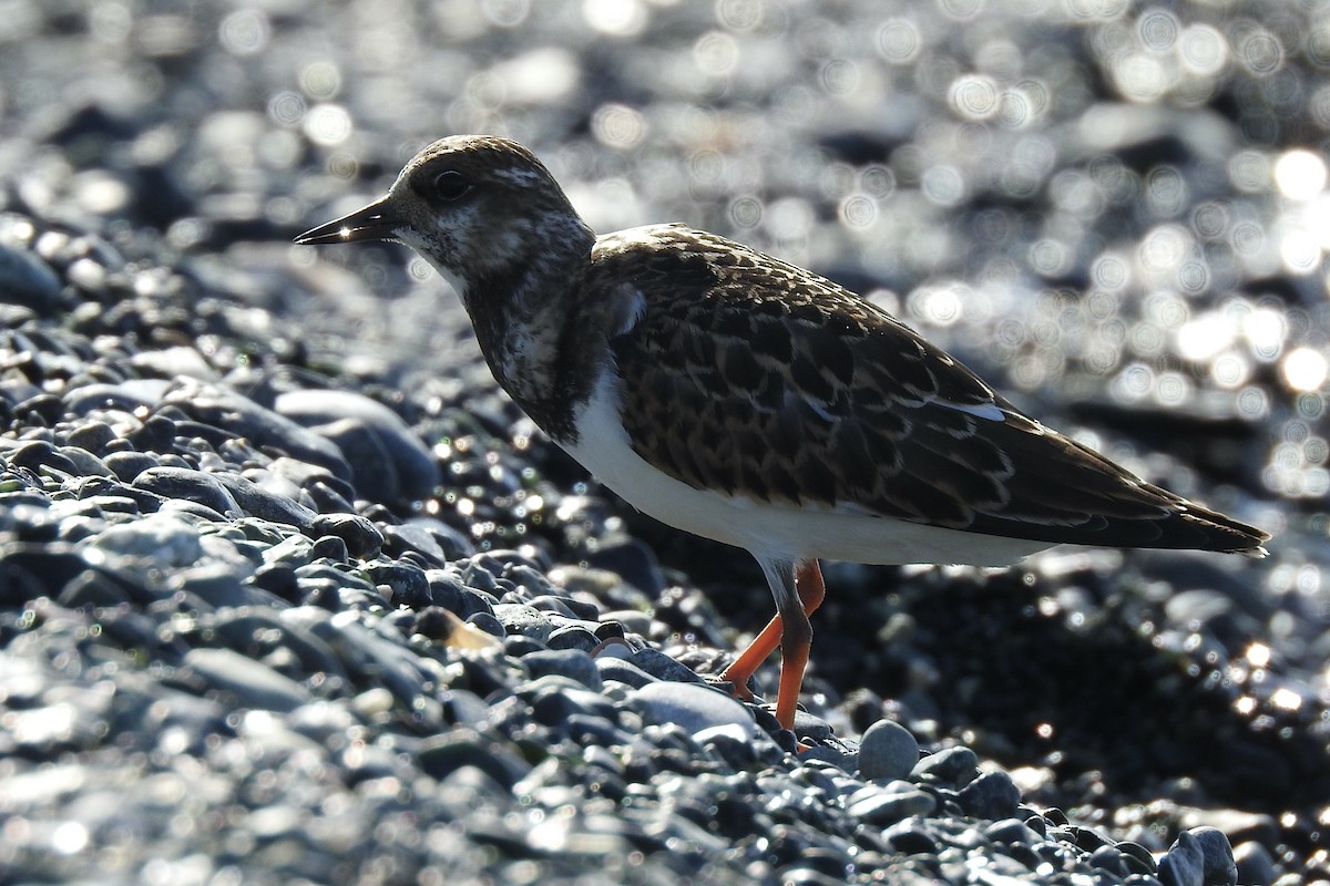 キョウジョシギ - ML646009623