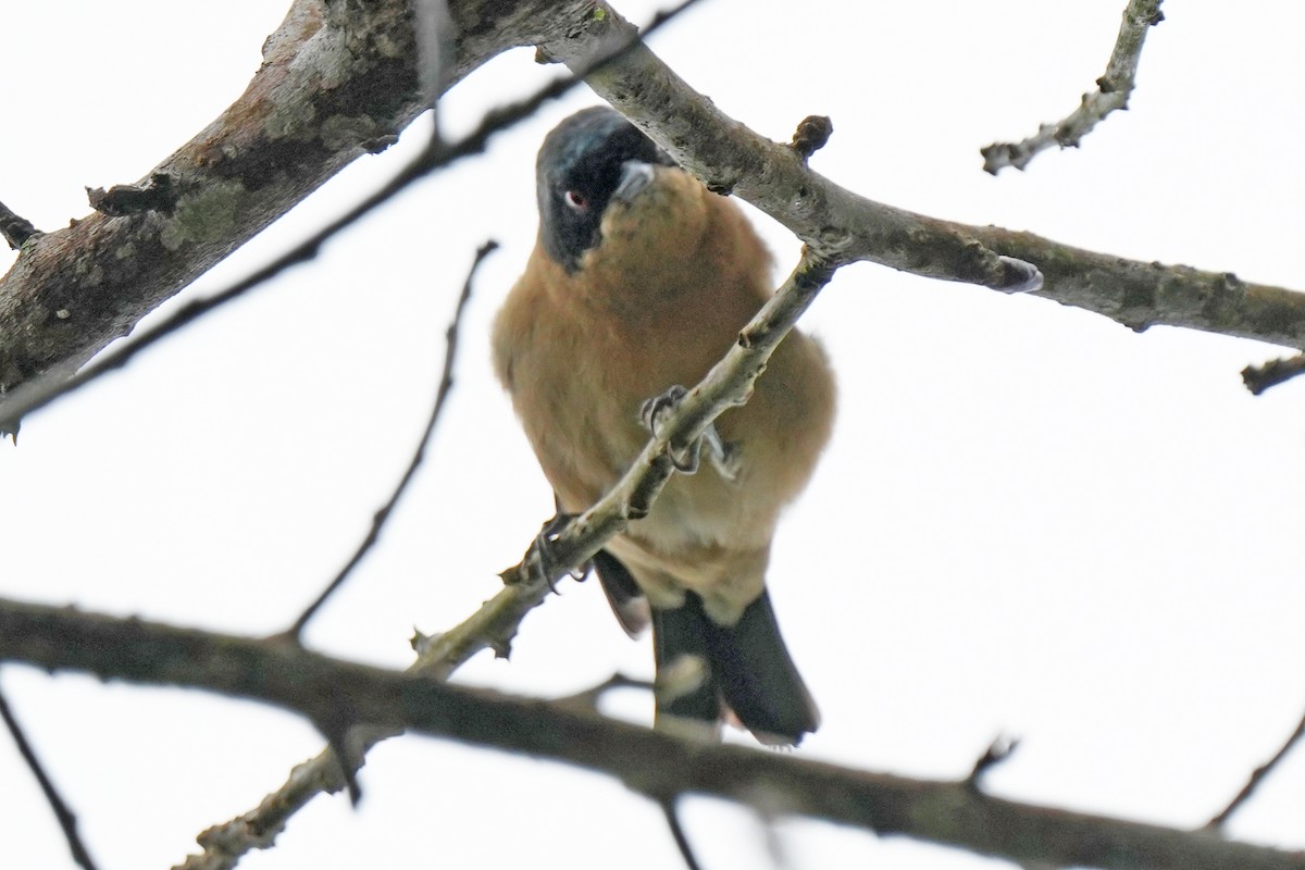 ヒゲフウキンチョウ - ML646009624