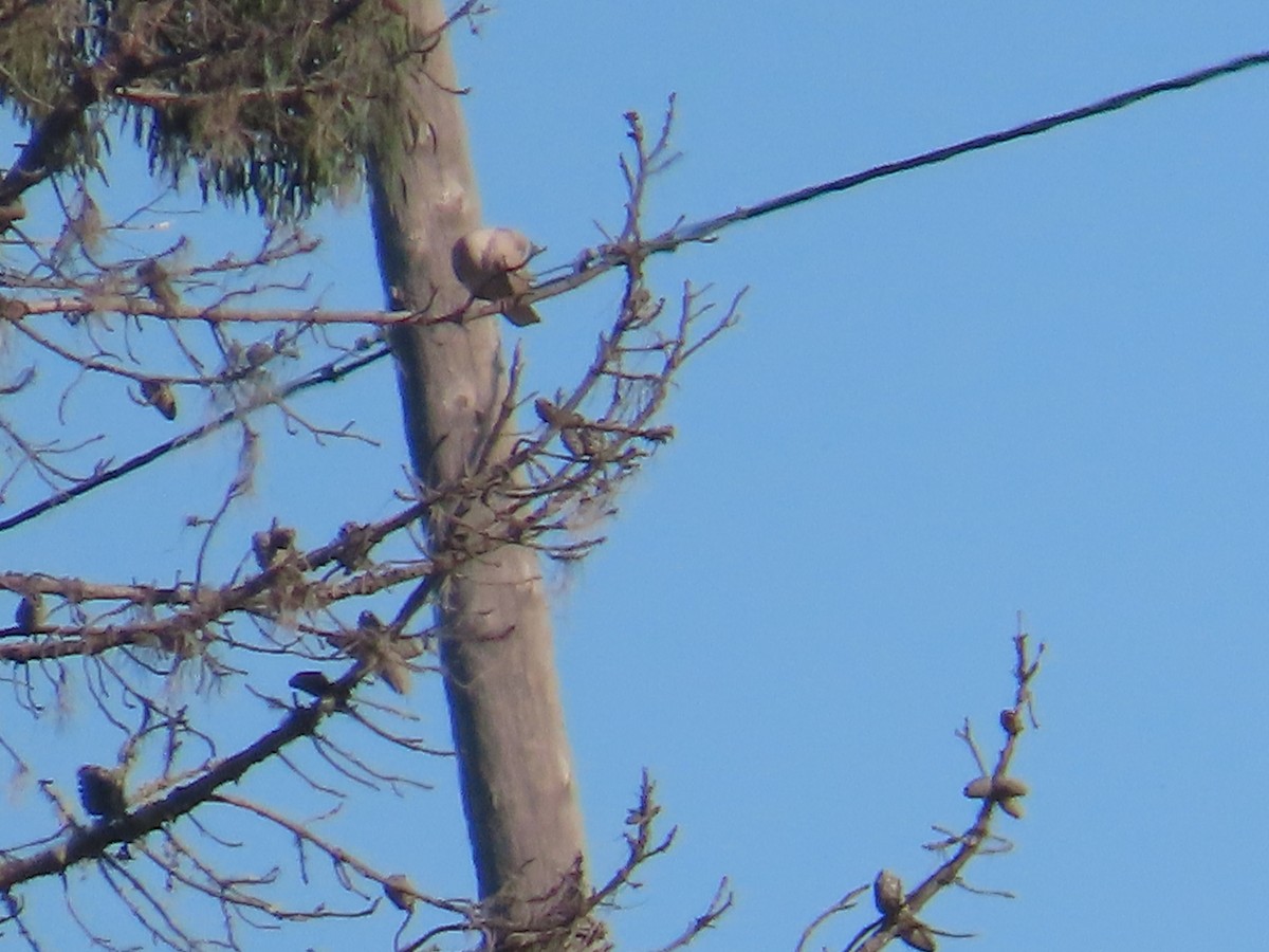 Eurasian Collared-Dove - ML646009625