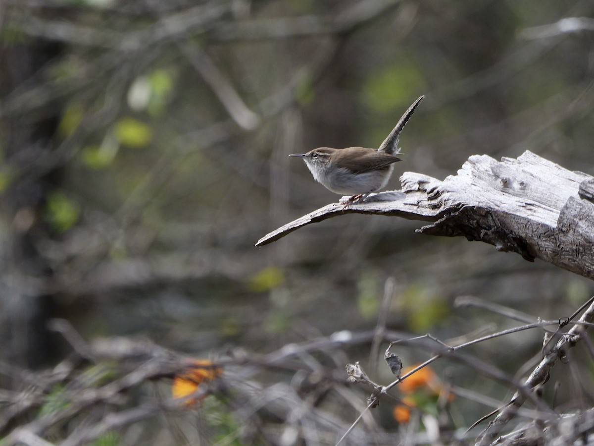 シロハラミソサザイ - ML646009628