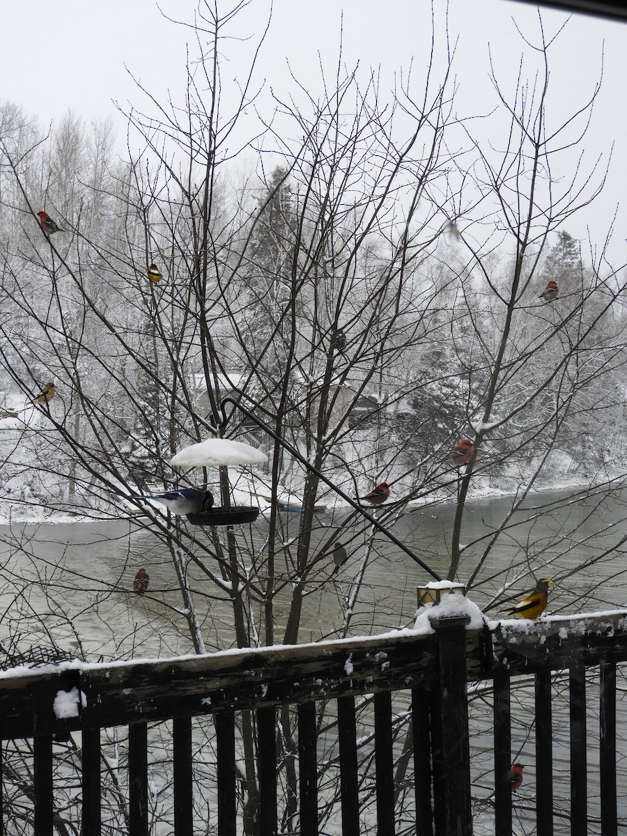 Pine Grosbeak - ML646009634