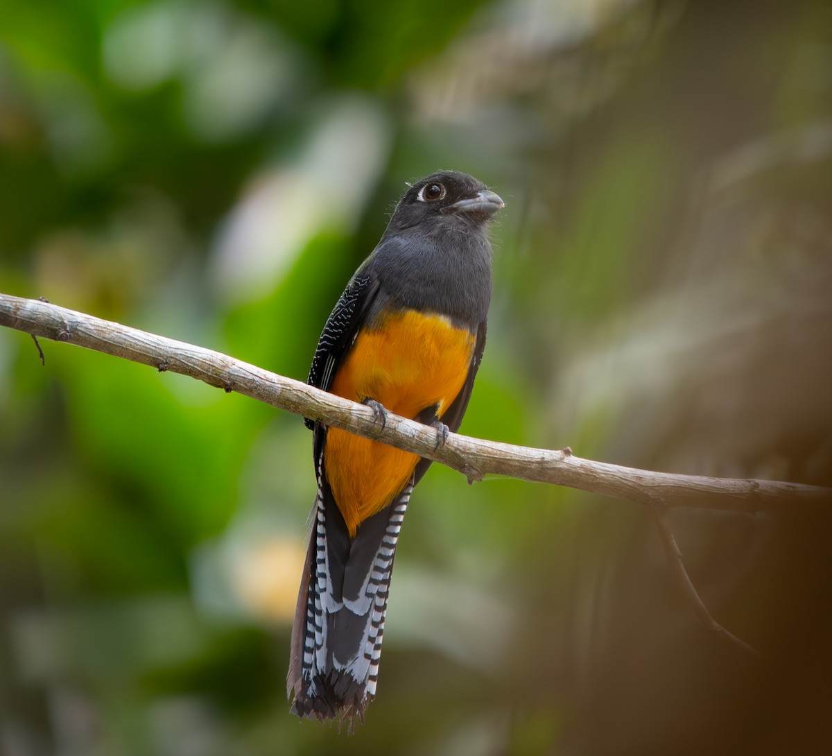 Gartered Violaceous Trogon - ML646009636