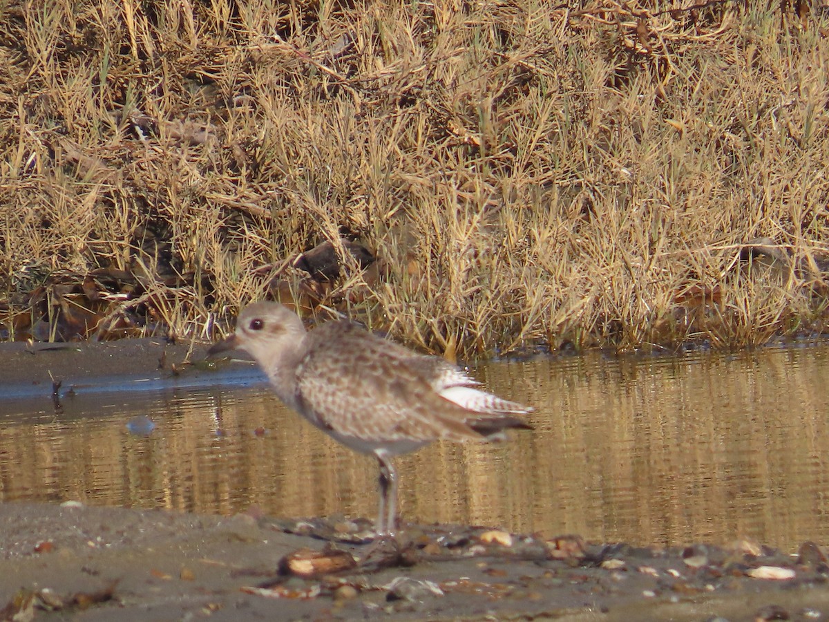 Black-bellied Plover - ML646009638