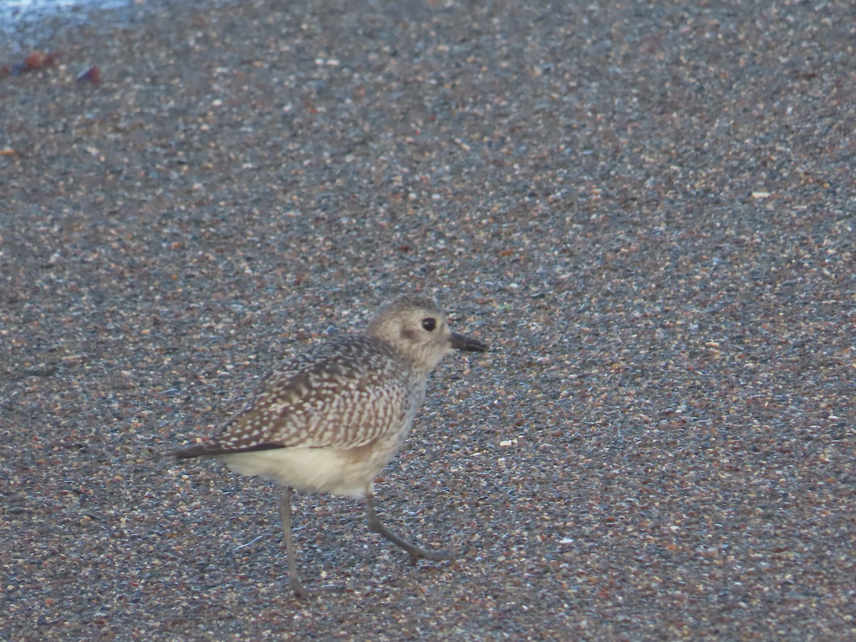 Black-bellied Plover - ML646009639