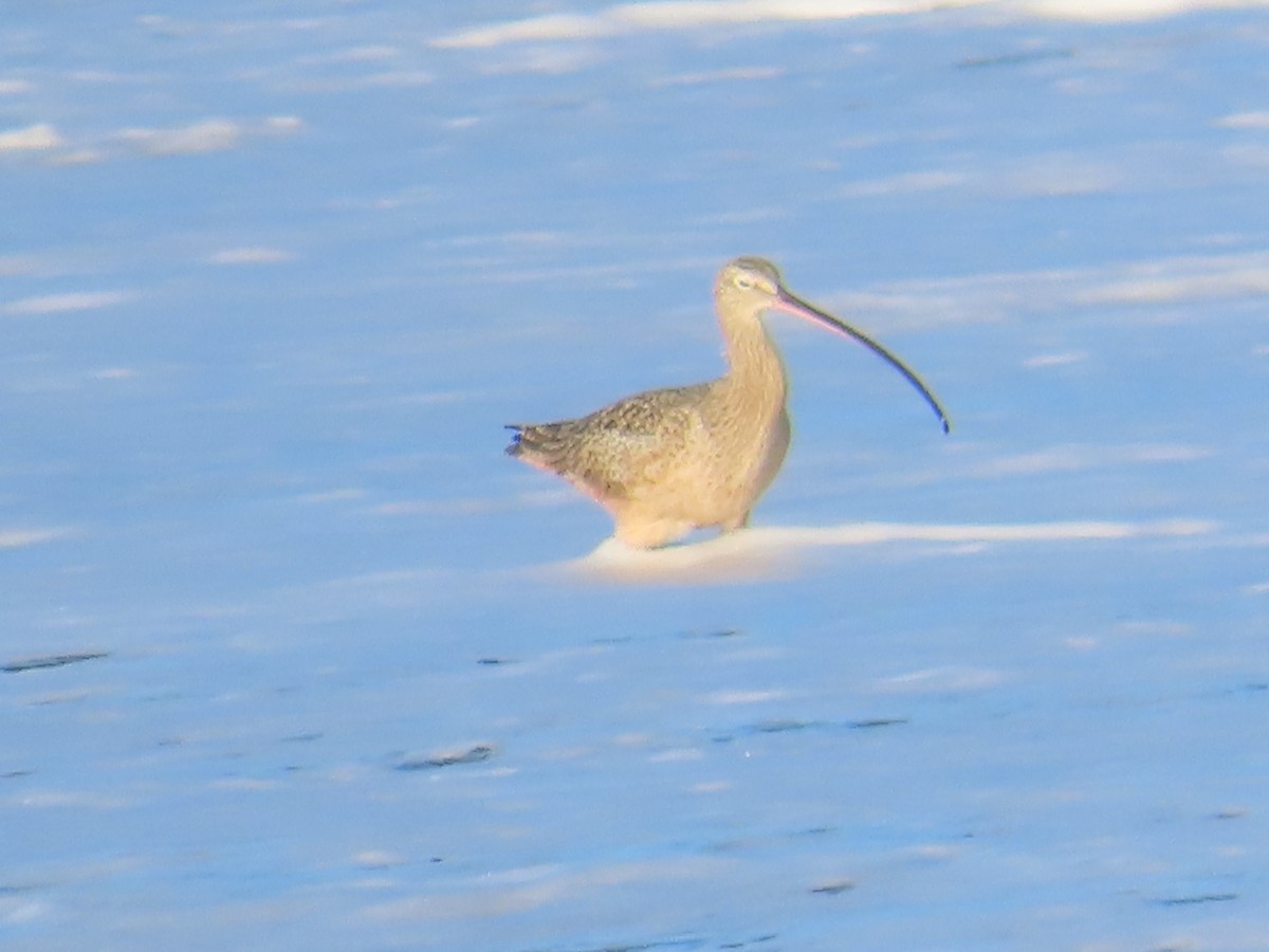 Long-billed Curlew - ML646009640