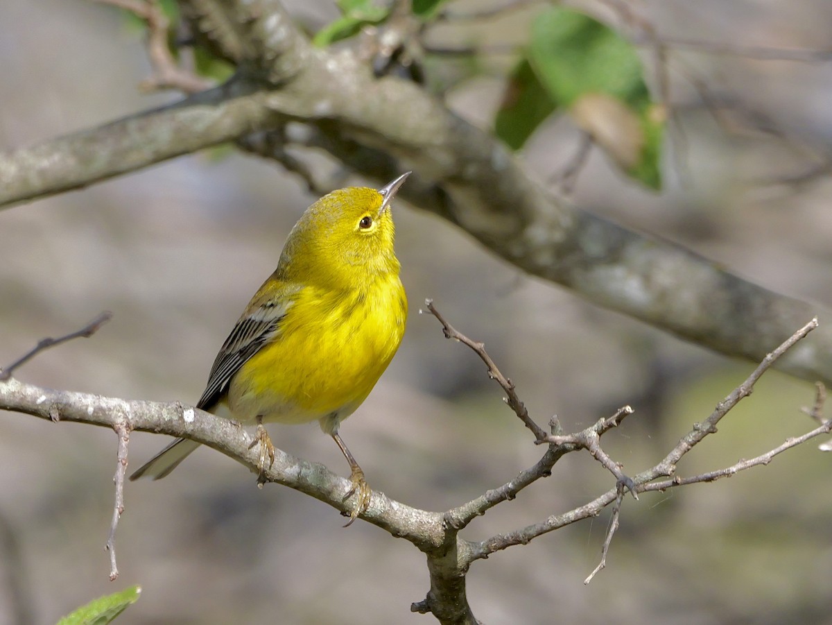 Kiefernwaldsänger - ML646009641