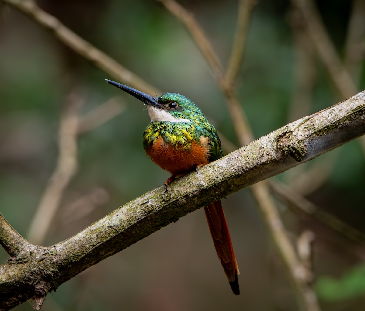 Rufous-tailed Jacamar - ML646009644