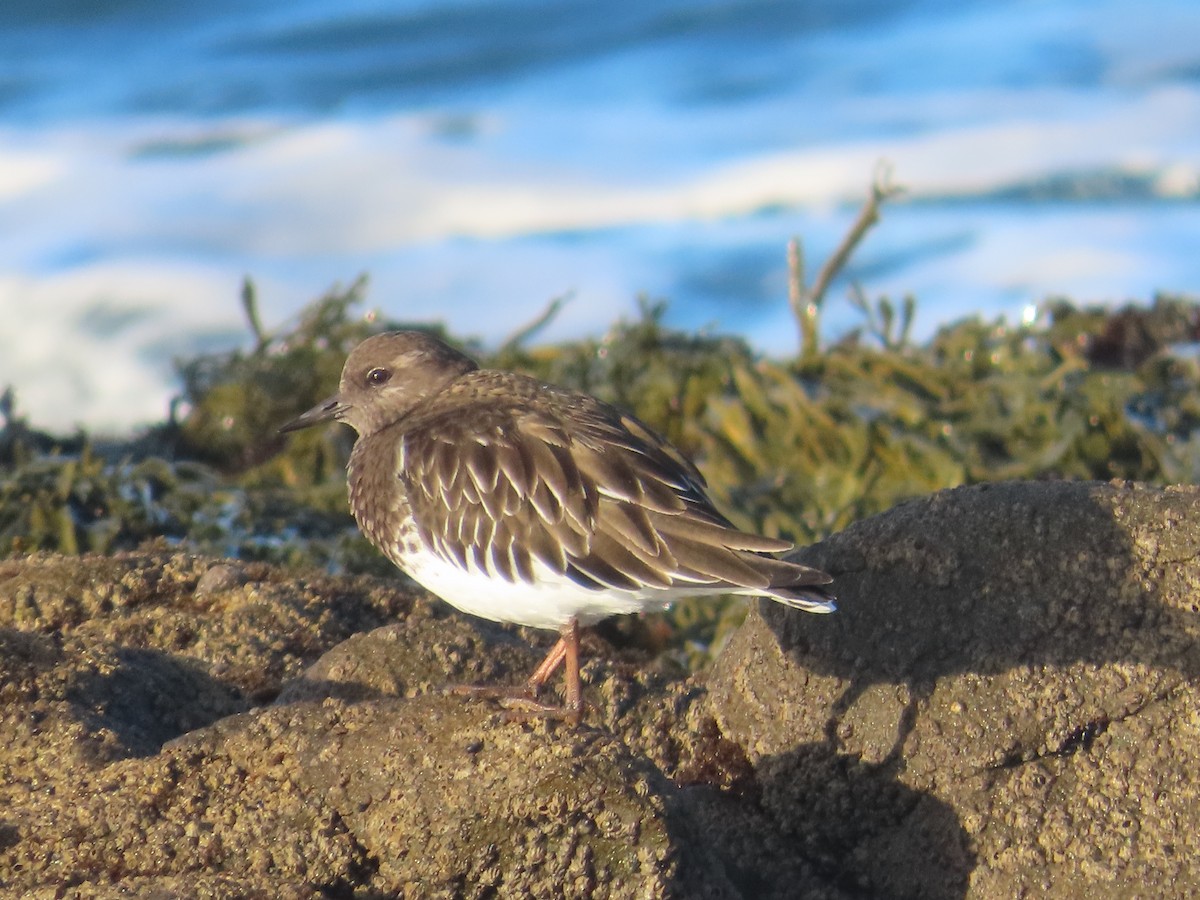 Black Turnstone - ML646009645