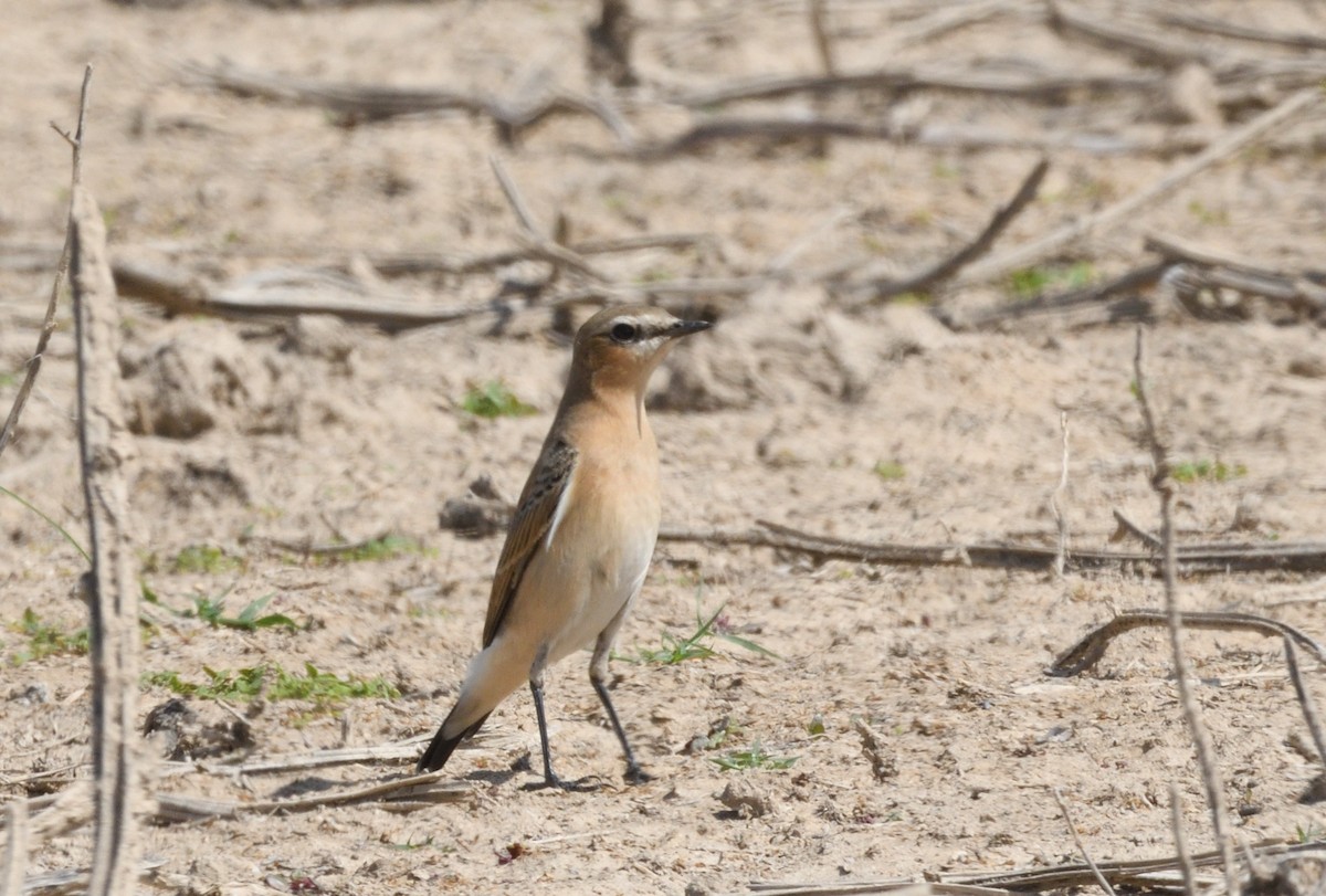 Northern Wheatear - ML646009646