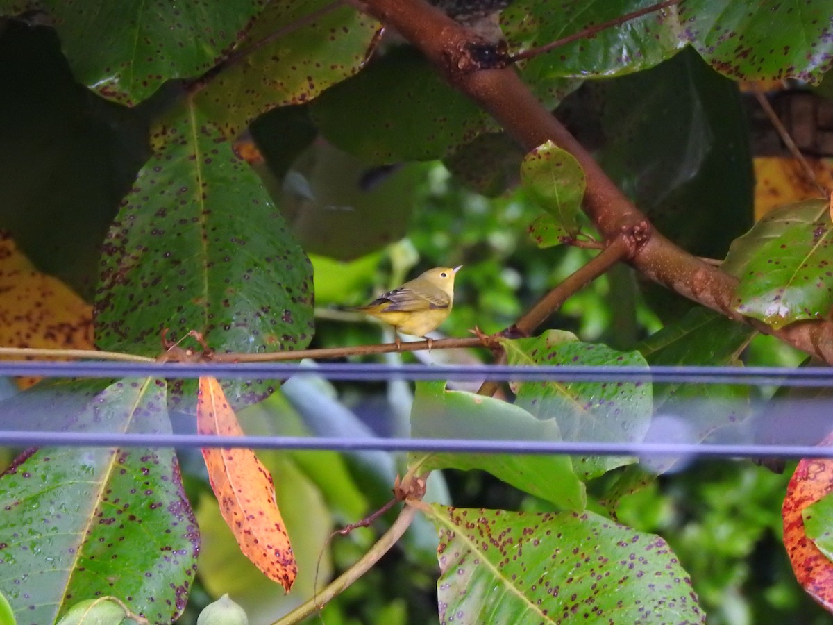 Sarı Ötleğen - ML646009648