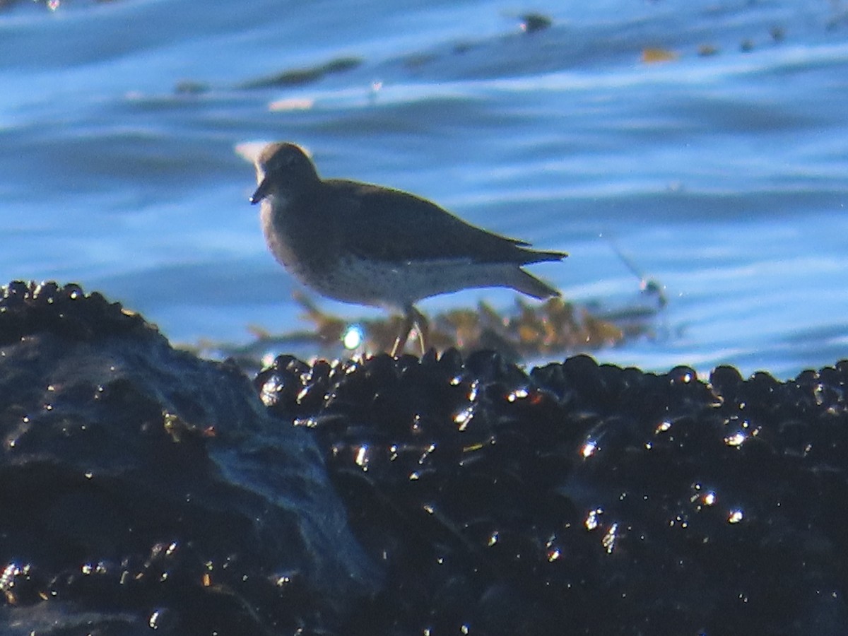 Surfbird - ML646009650