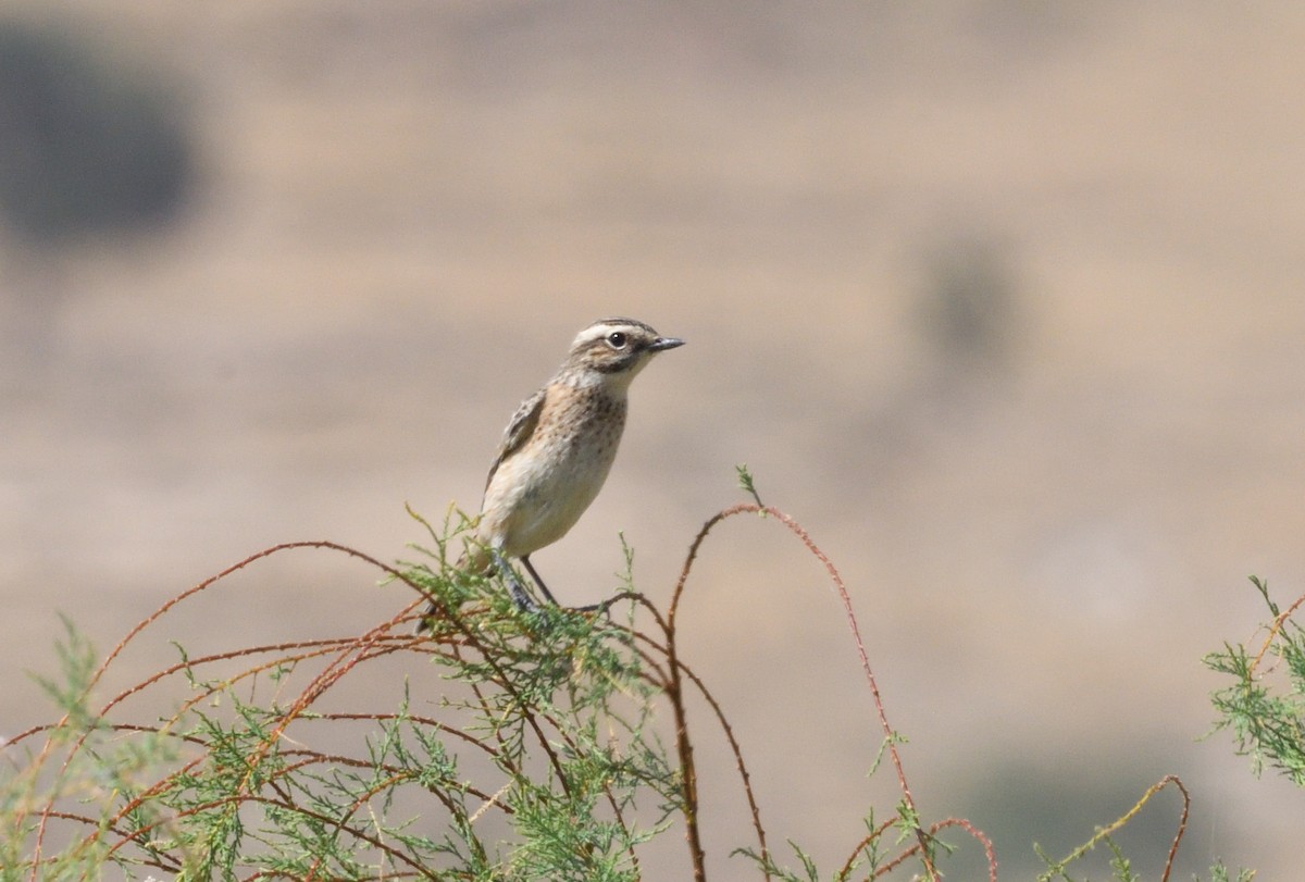Whinchat - ML646009651
