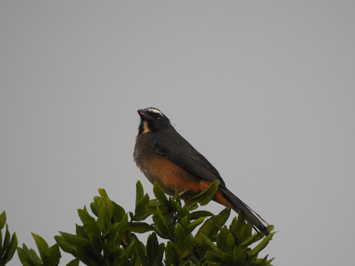 Cinnamon-bellied Saltator - ML646009652