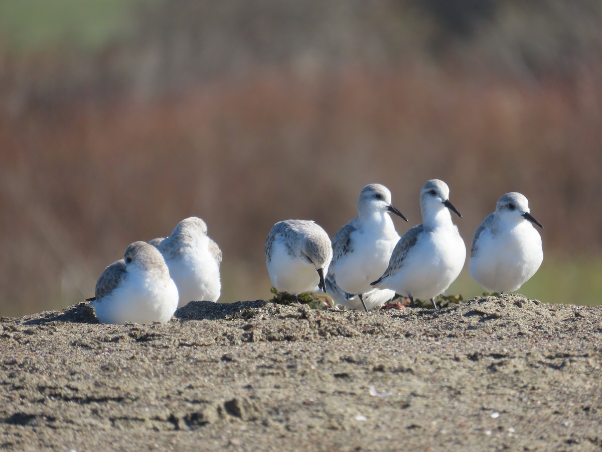Bécasseau sanderling - ML646009656