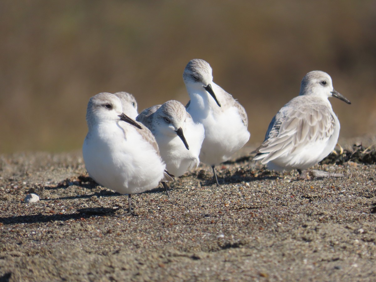 Bécasseau sanderling - ML646009657