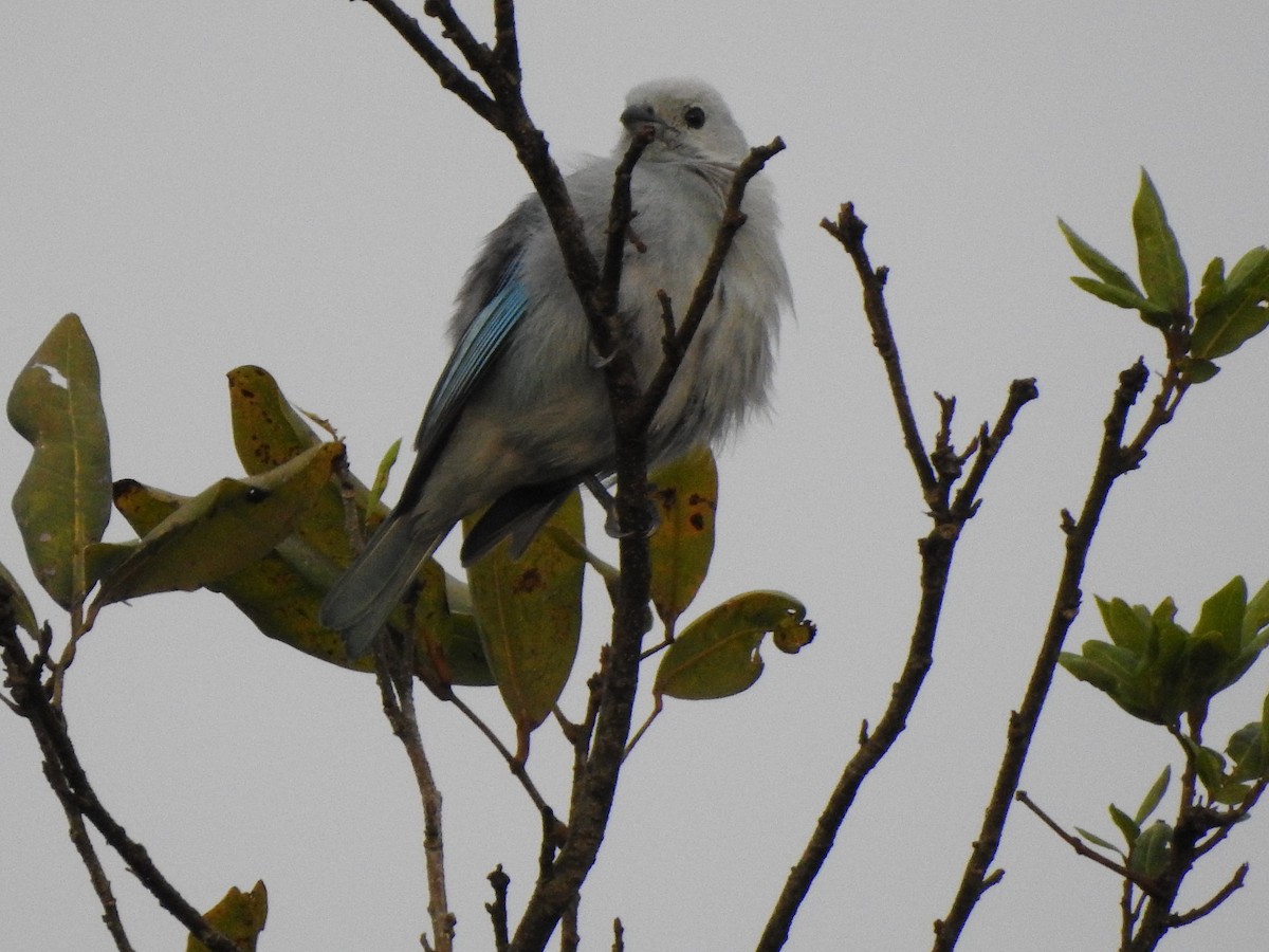 Blue-gray Tanager - ML646009658